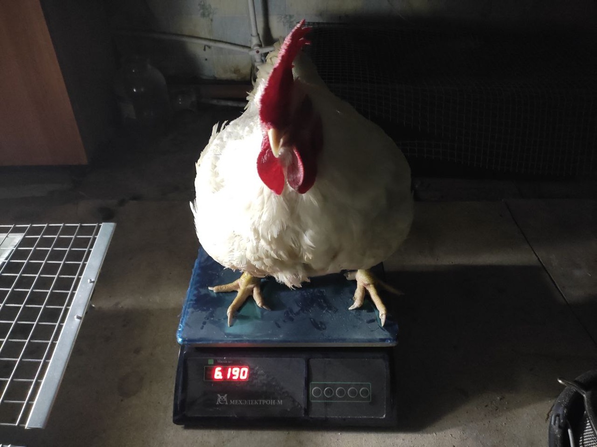 Немного голодный Кобб-500