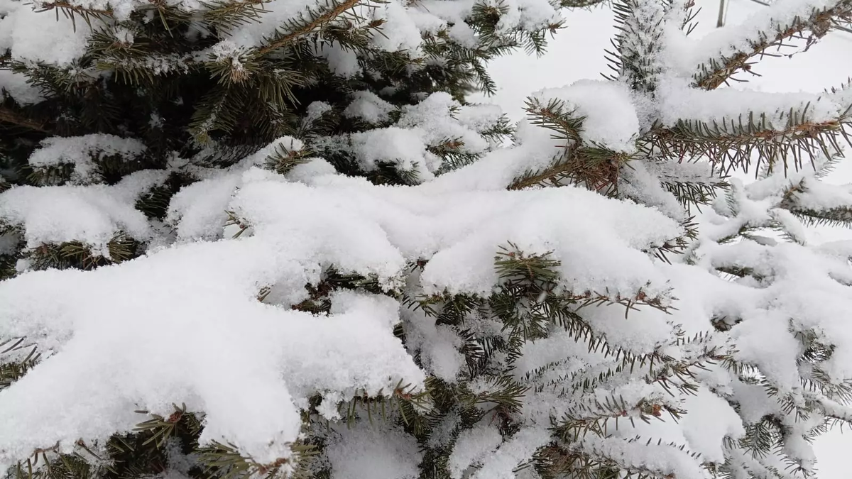 Фото: transsibinfo.com. снег