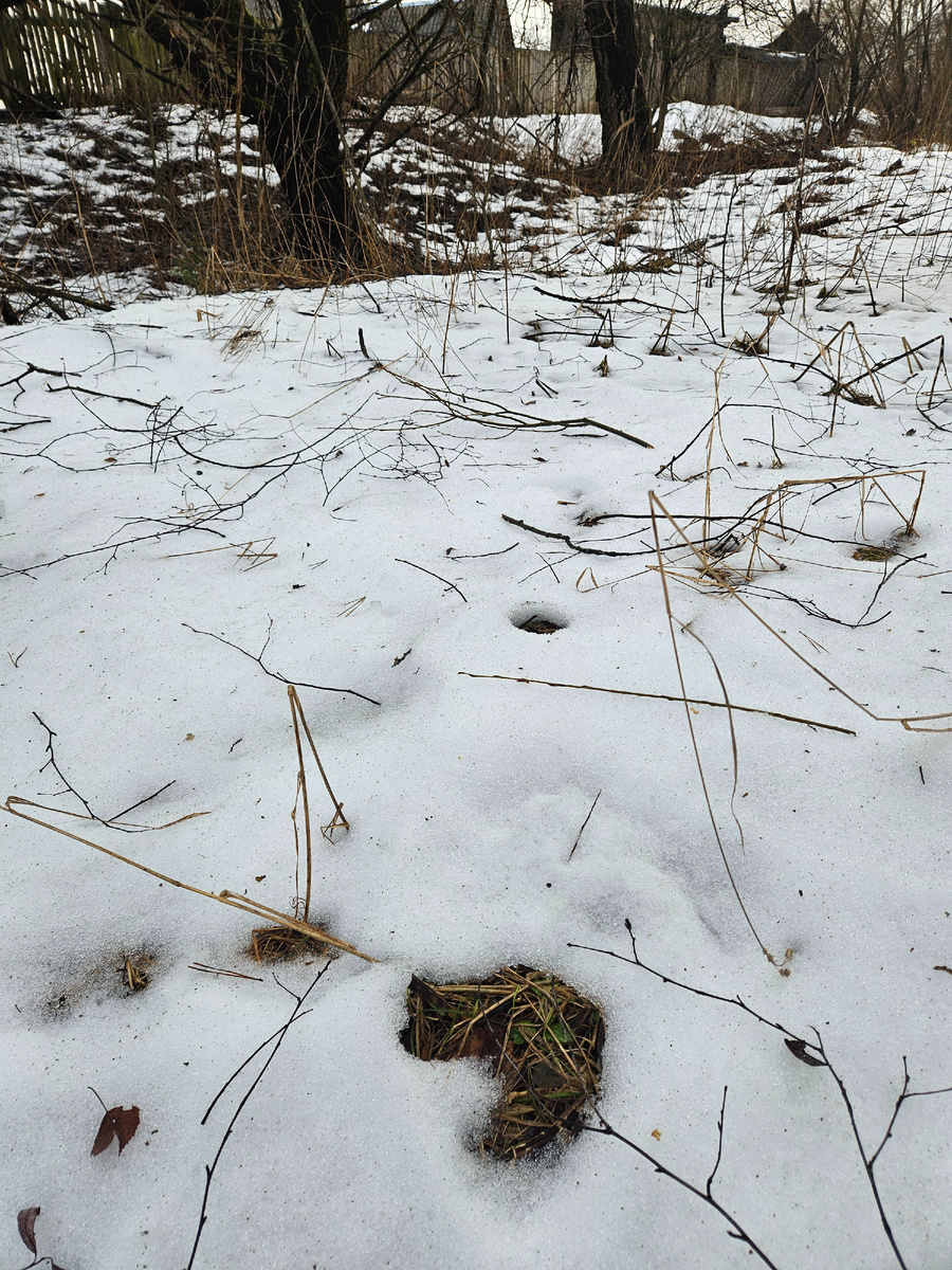 На переднем плане подтаявший лосиный след, а на заднем - наш забор