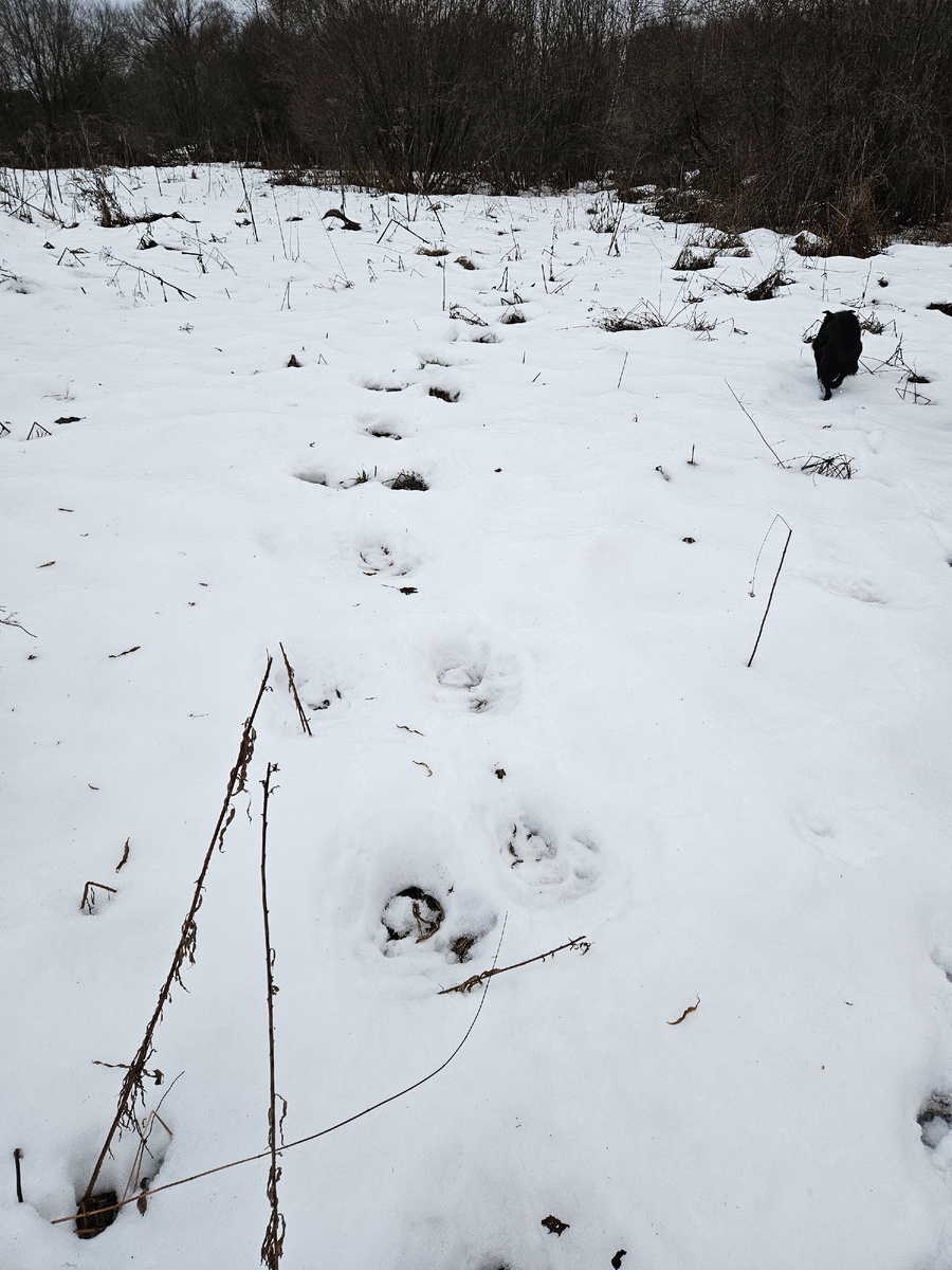 Лоси гуляли много и обстоятельно. Слебы были как свежие ,так и достаточно старые уже.