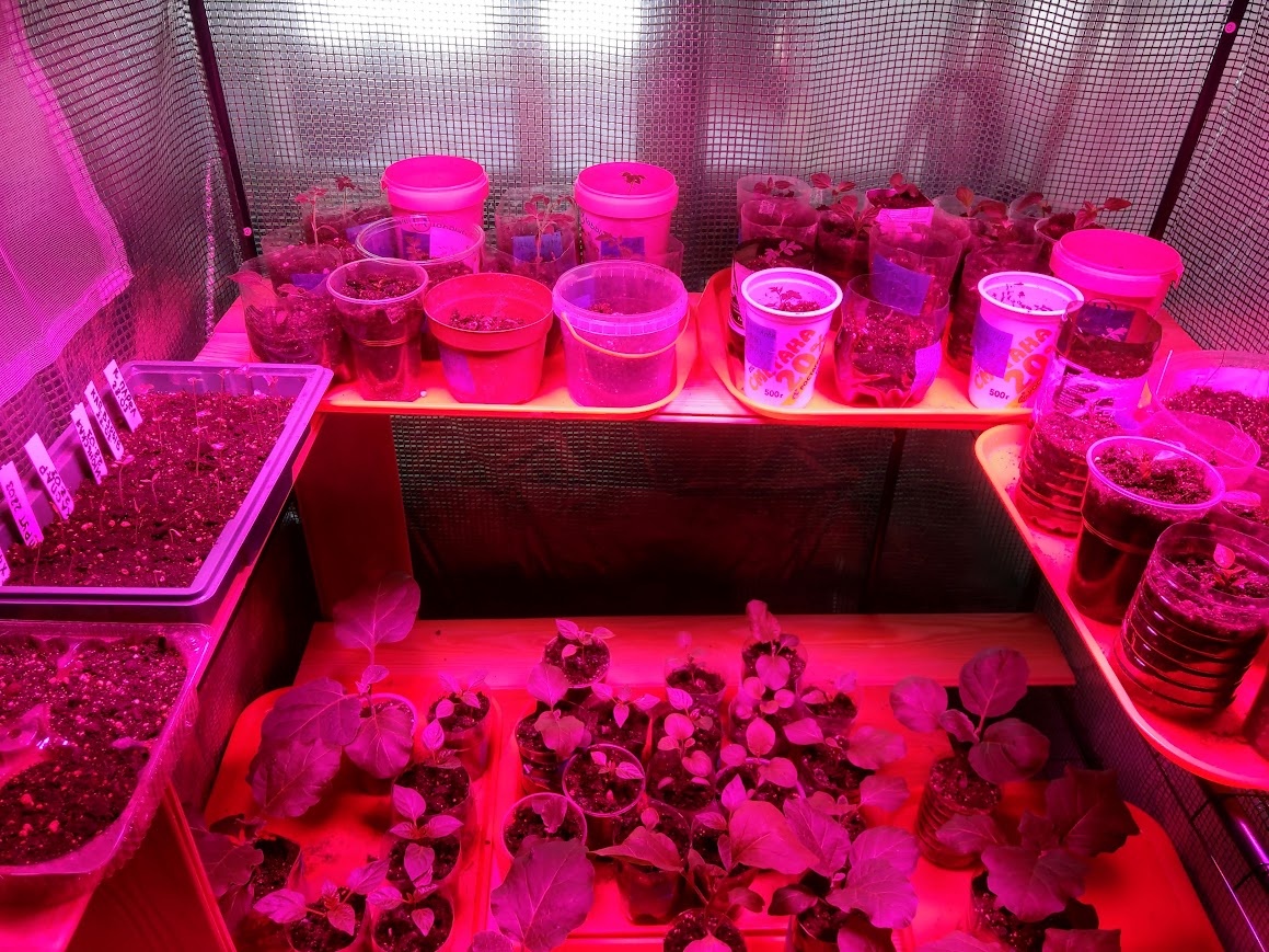 Первый опыт выращивания рассады