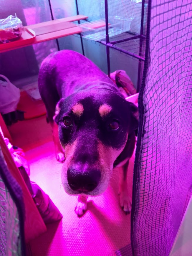 Вот такая есть у меня помощница, хвост который иногда сносил мою рассаду!