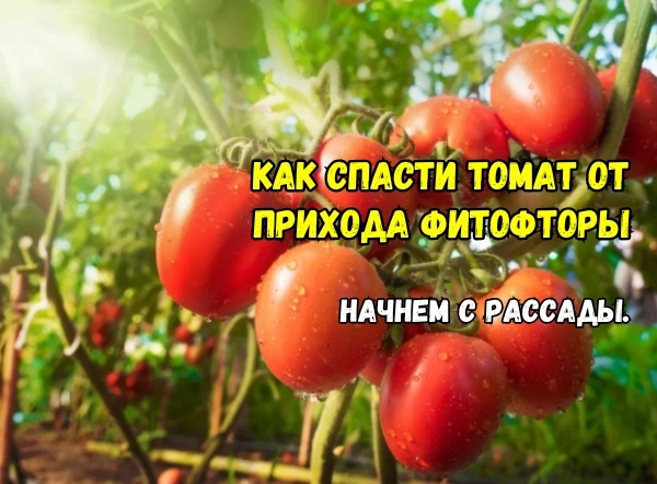3 дела для рассады, чтобы томат фитофтороза не боялся. Как оградить томат от фитофторы: агрономы советуют