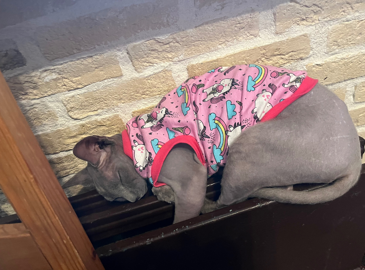 Меня попросили ее забрать с дальнейшим пристройством 🙌🏻. 