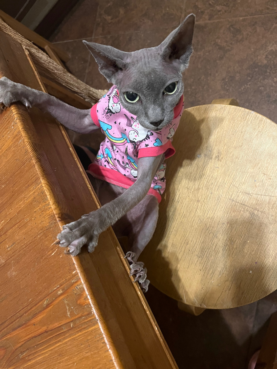 Лина поменяла две семьи. Первая ее хозяйка умерла. Ее забрала  другая семья . Но у другой семьи два кота не давали никакого покоя девочке . Поэтому она постоянно пряталась .