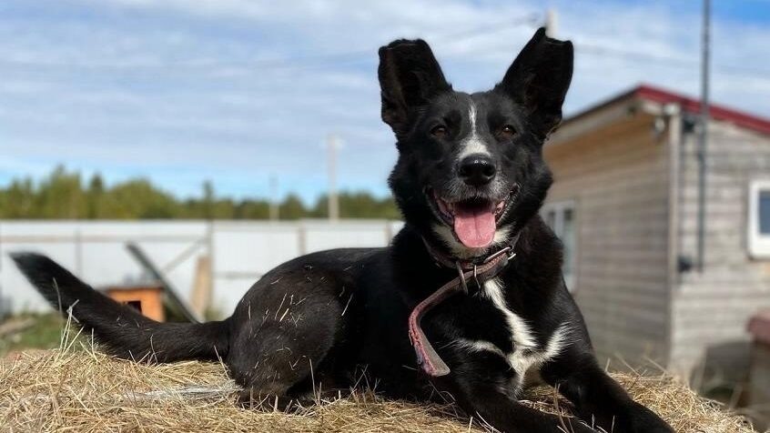    Ксюша. Фото: Приют для бездомных животных «Дорога добра» (сообщество во ВКонтакте)