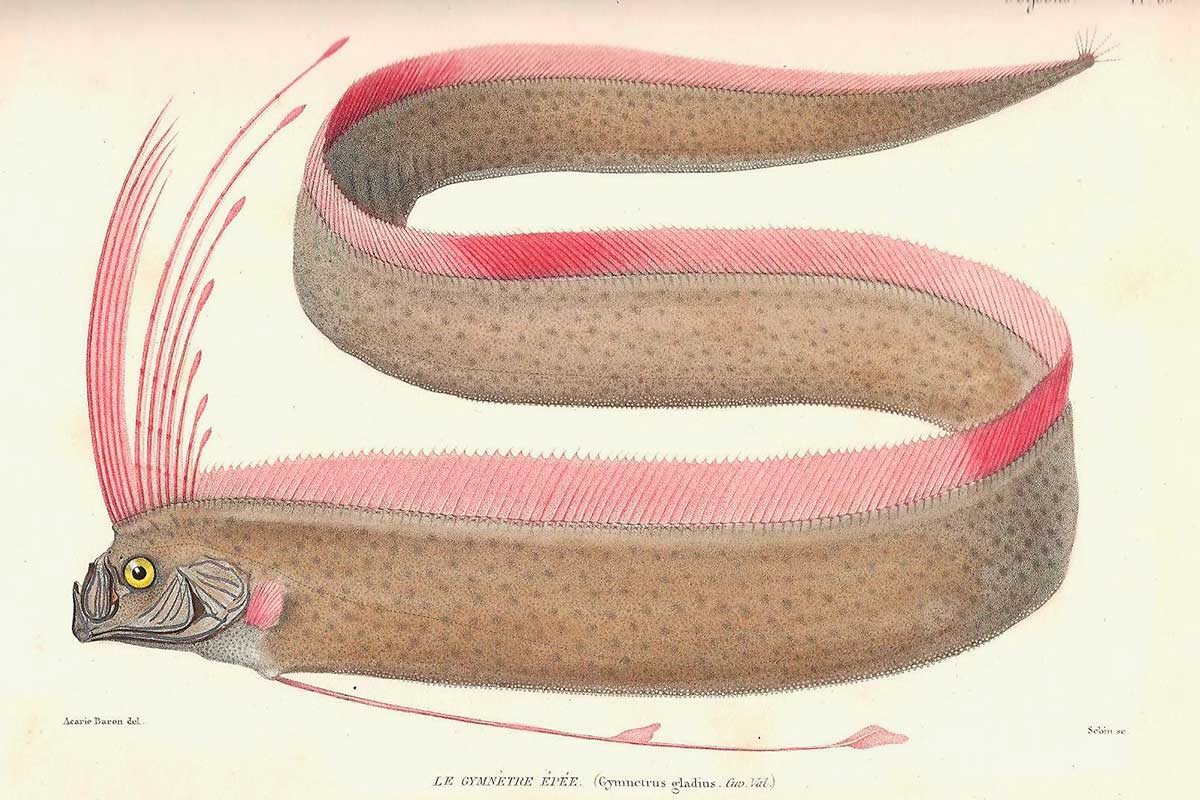 Georges Cuvier / CC BY 3.0 / Wikipedia📷Сельдяной король, или ремнетел, достигает более 10 м в длину