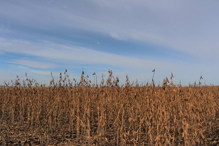    Соевые районы передовики 2024 в рейтинге МСХ Алтайского края