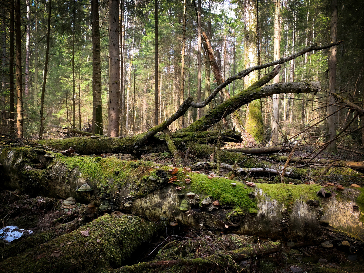 Бурелом тихого леса