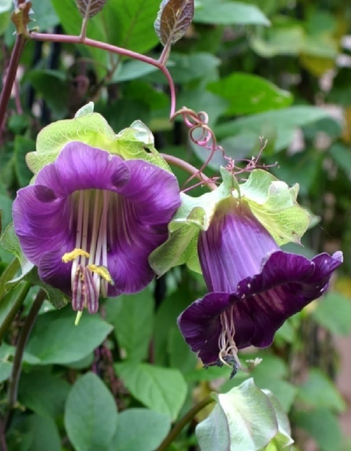 Кобея - однолетний вьюн, неприхотливый и красивый.