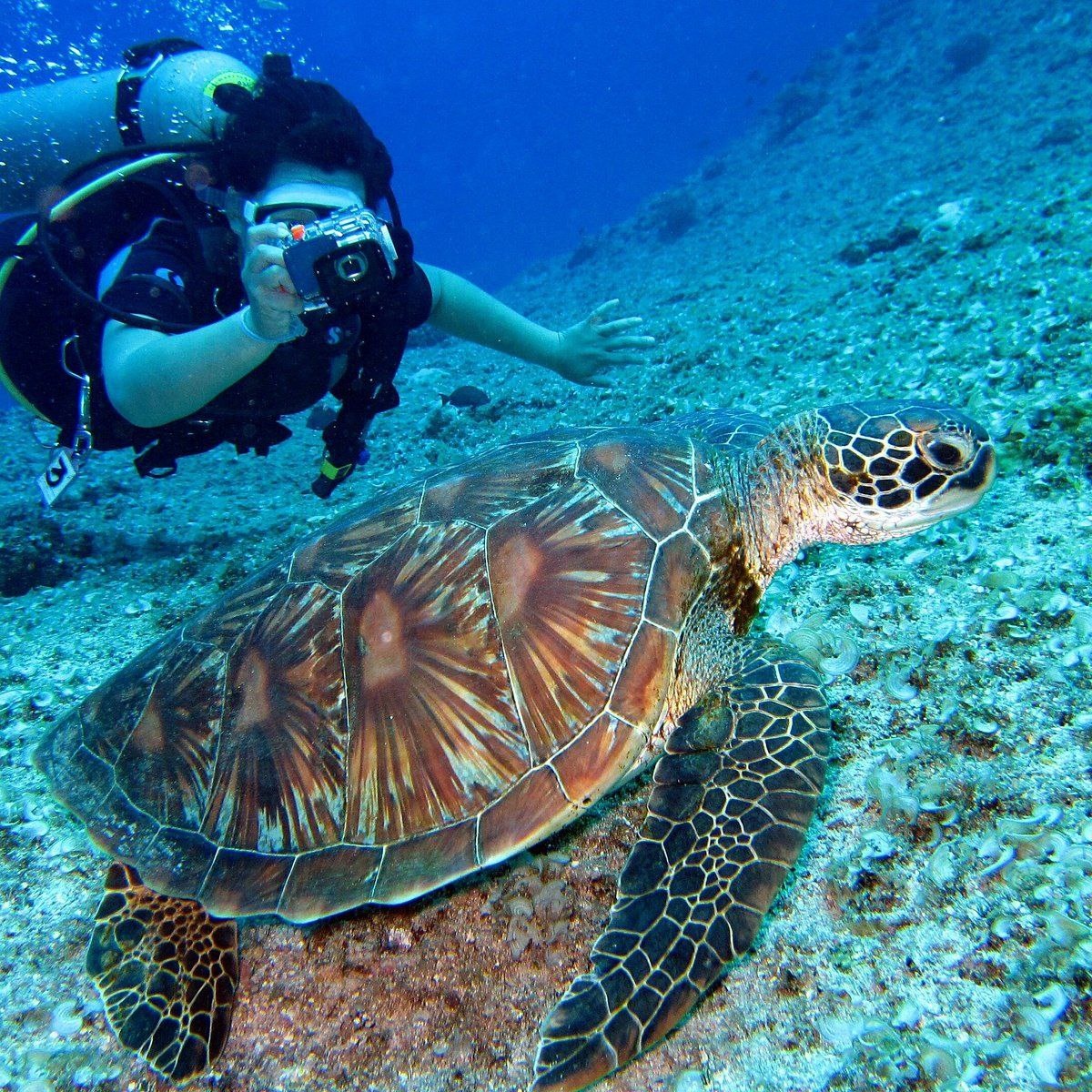 Подводный мир Лангкави