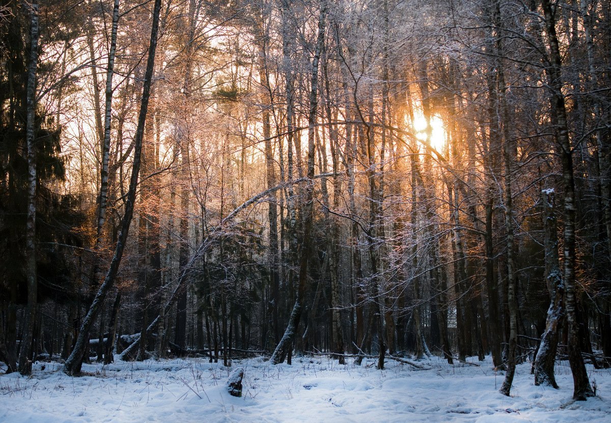 Пламенный рассвет над лесом