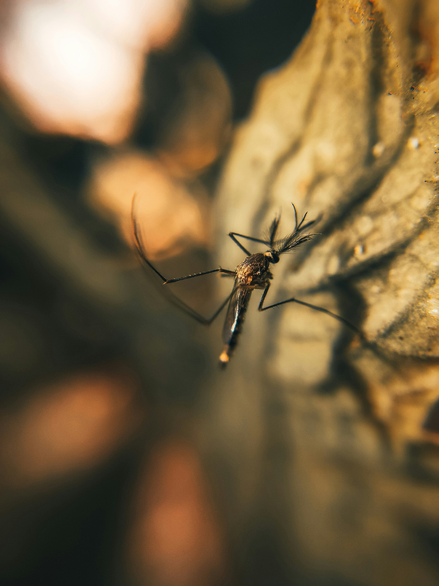 Фото Прашанта Бамнавата на Unsplash