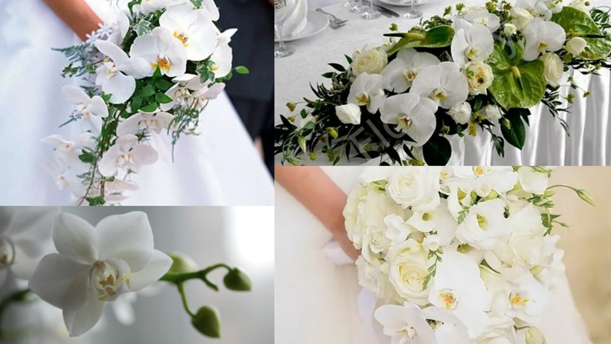 Яндекс.картинки