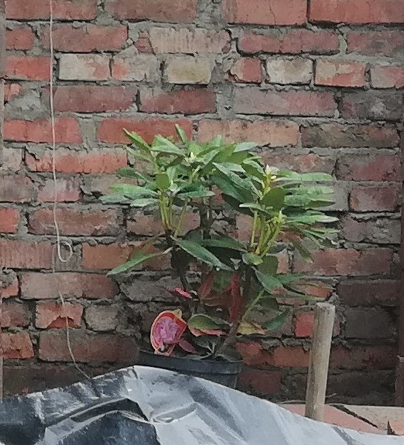 Первое фото только такого качества. Сентябрь 2019 г.