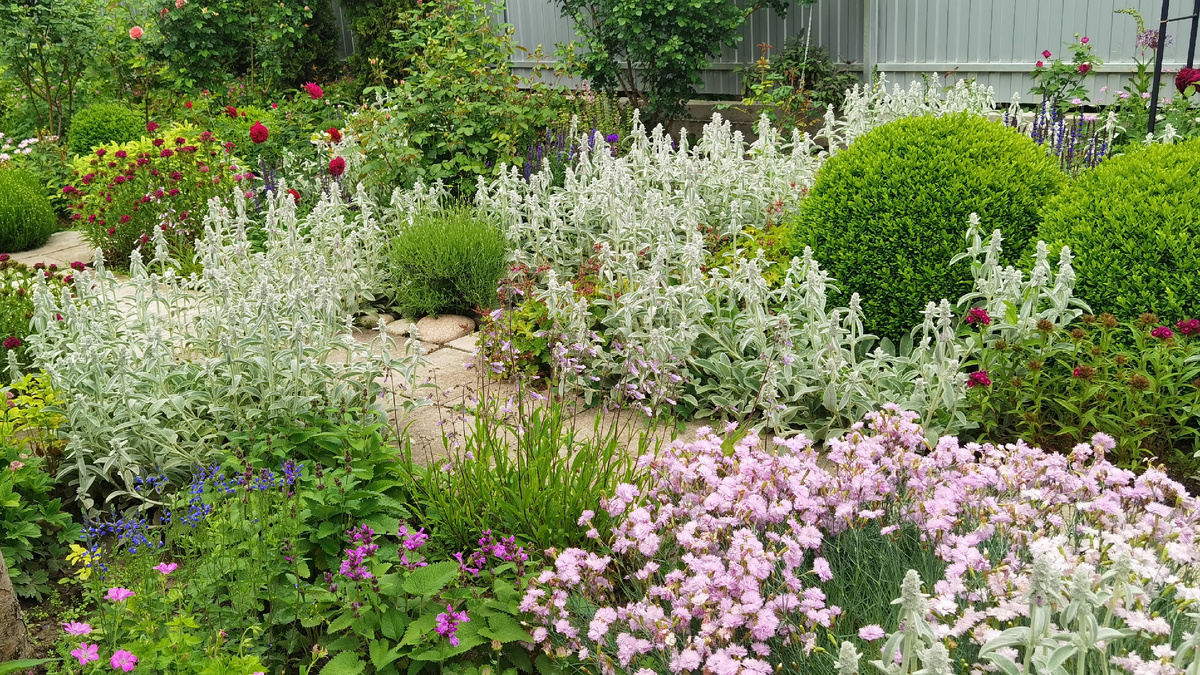 Чистец и гвоздика в розарии растут большой группой.