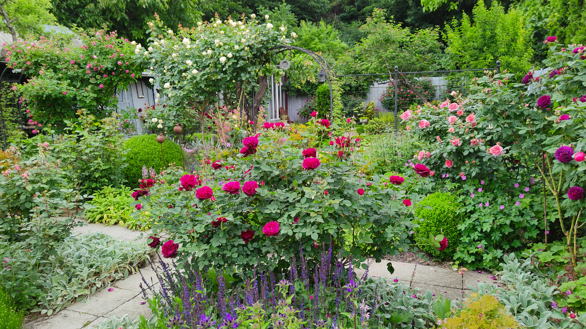 31 мая 2024 г. В саду начинают цвести розы.