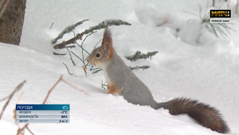 Скрин трансляции. 