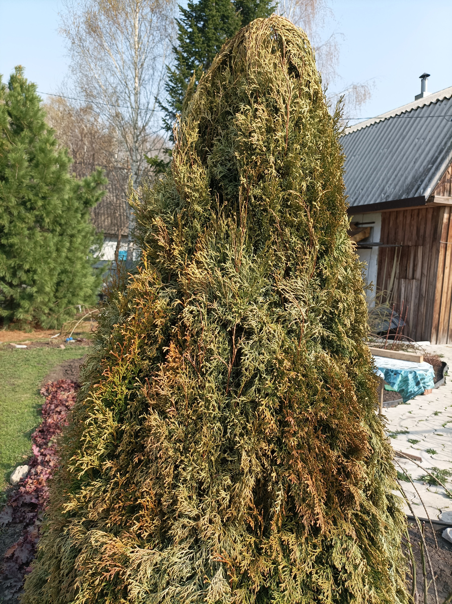 9 мая 2023 г, туя Смарагд, 10 лет. Иссушение хвои началось ещё под укрытием