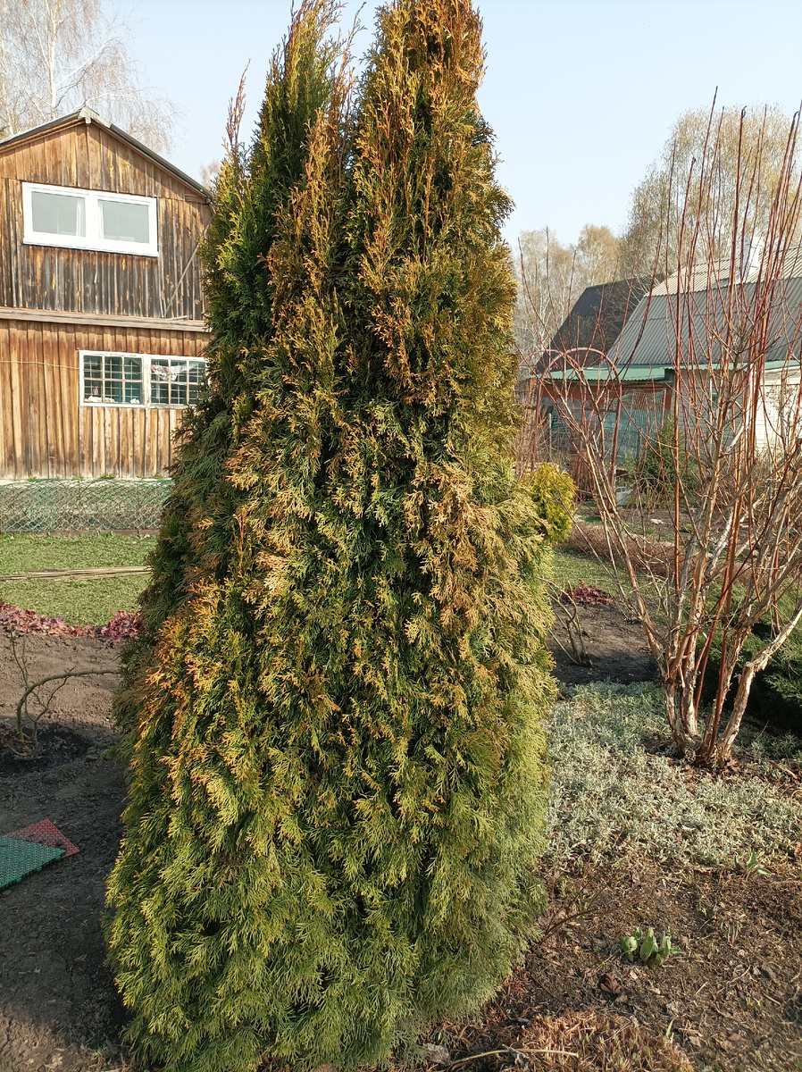 9 мая 2023 г, второе дерево.