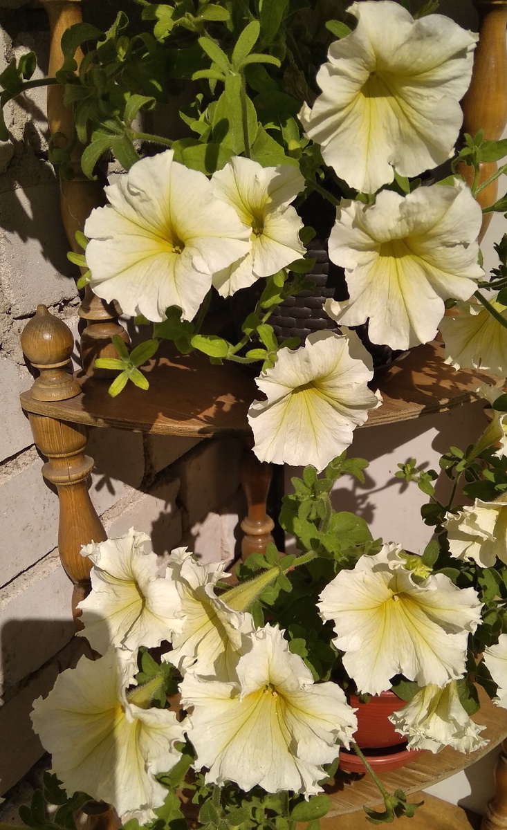 Петуния летом на даче. 