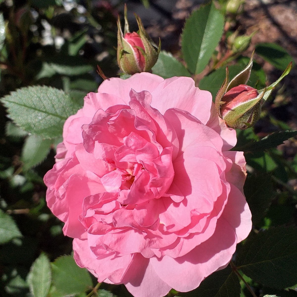 роза Джон Девис, фото автора