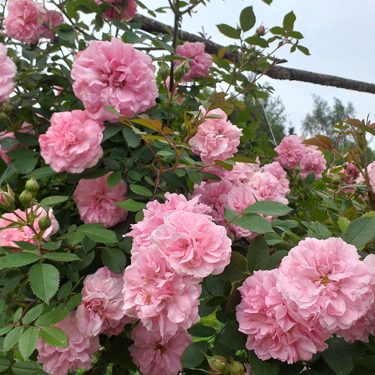 роза Джон Девис, фото автора