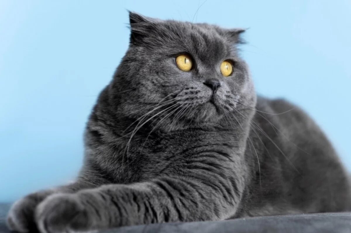    В свердловском ГУФСИН опровергли, что заключенным разрешили заводить кошек