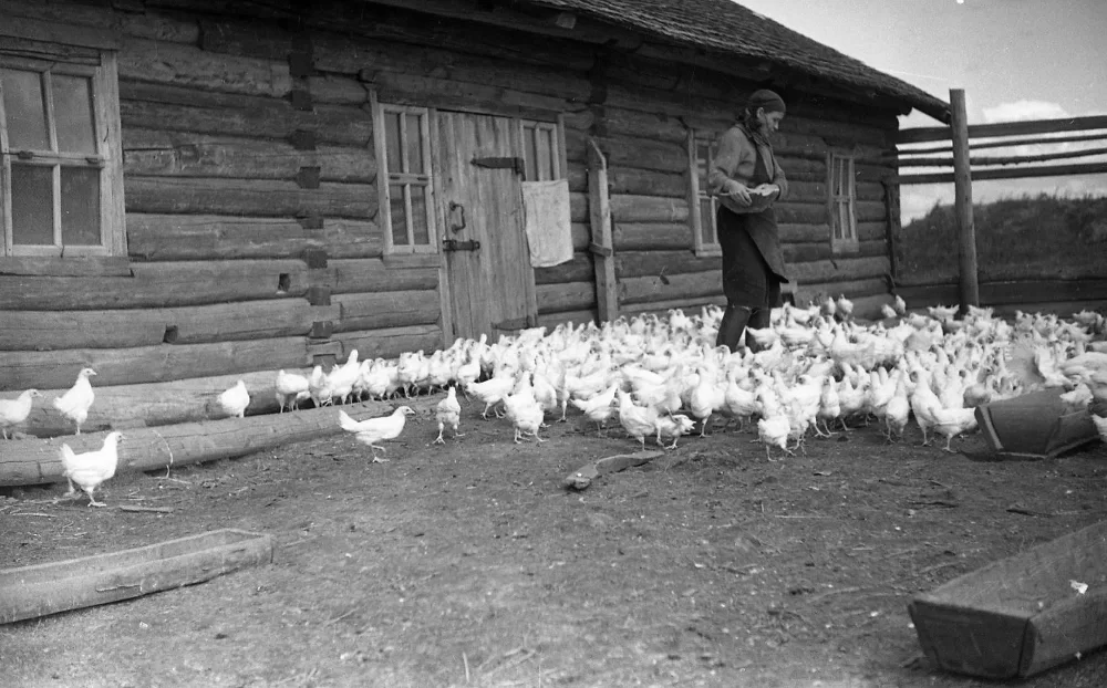 Птицеферма молодняка. Вологодская область, Вологодский район, дер. Яськино