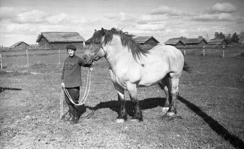 Зоотехник с конем