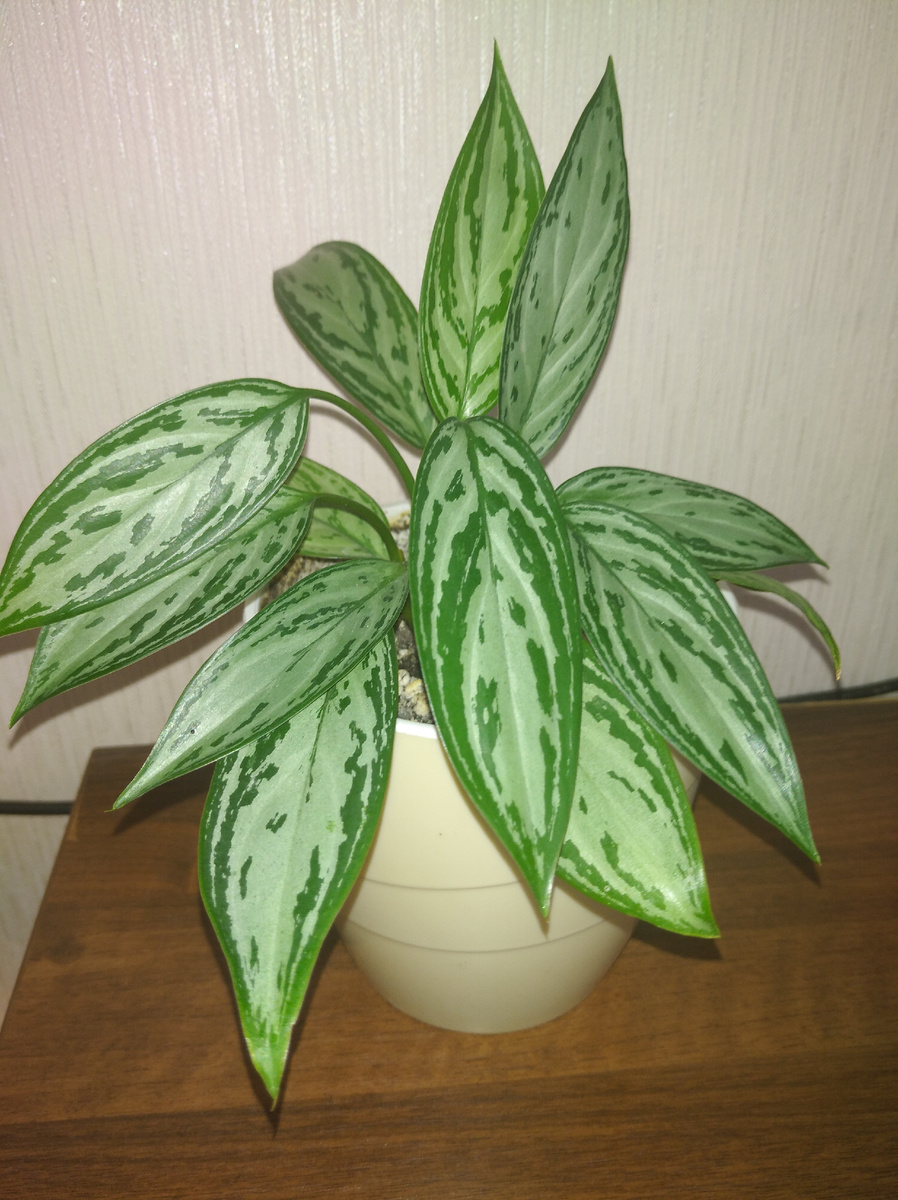 Коммутатум - переменчивая. Детка Сильвер Квин.