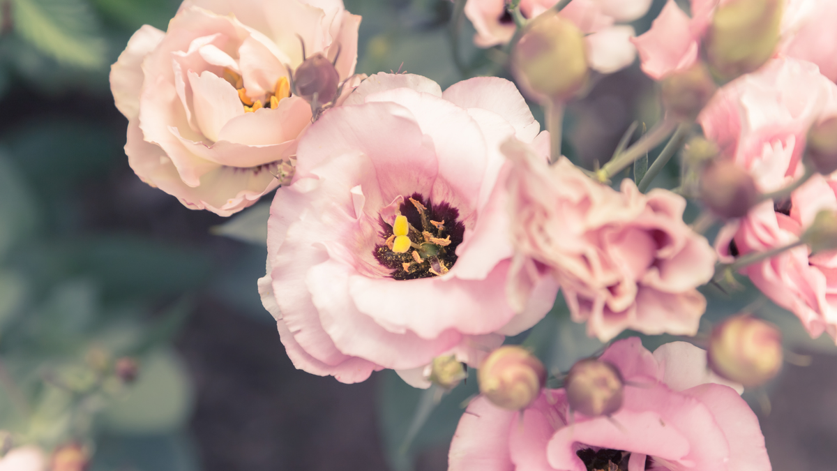 Эустома разных цветов: смотрите галерею!