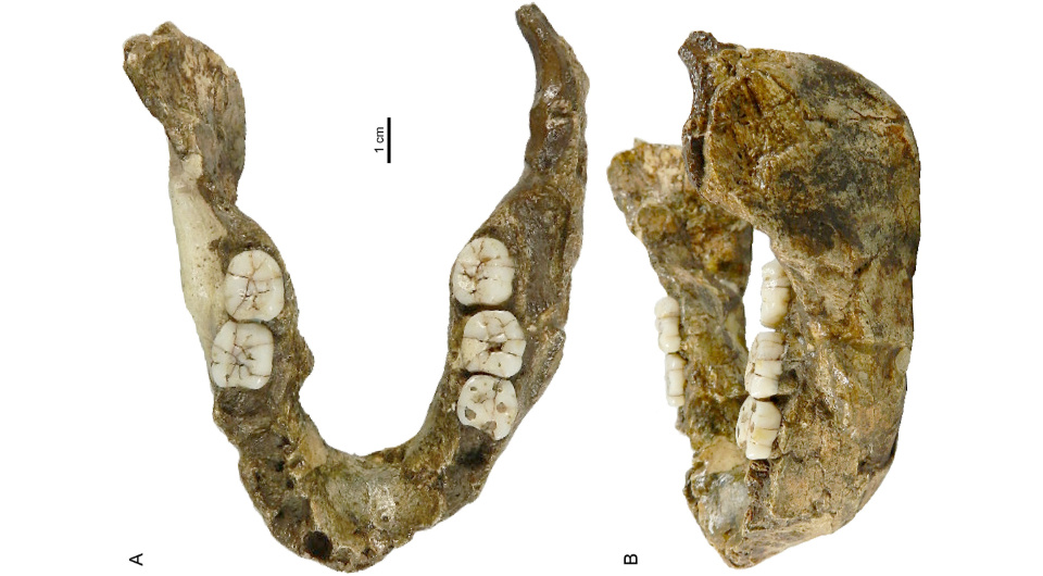   Clement Zanolli et al. / Journal of Human Evolution, 2025