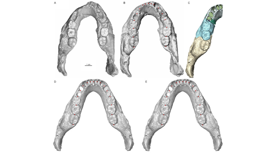  Clement Zanolli et al. / Journal of Human Evolution, 2025