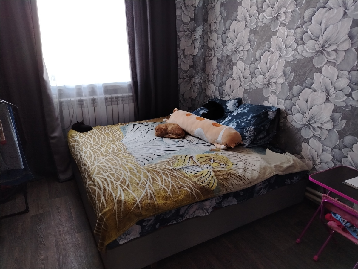 Найди кота😂 на фото их три)))