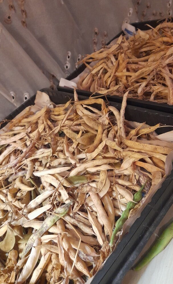 Фасоль вьющаяся, сушится.