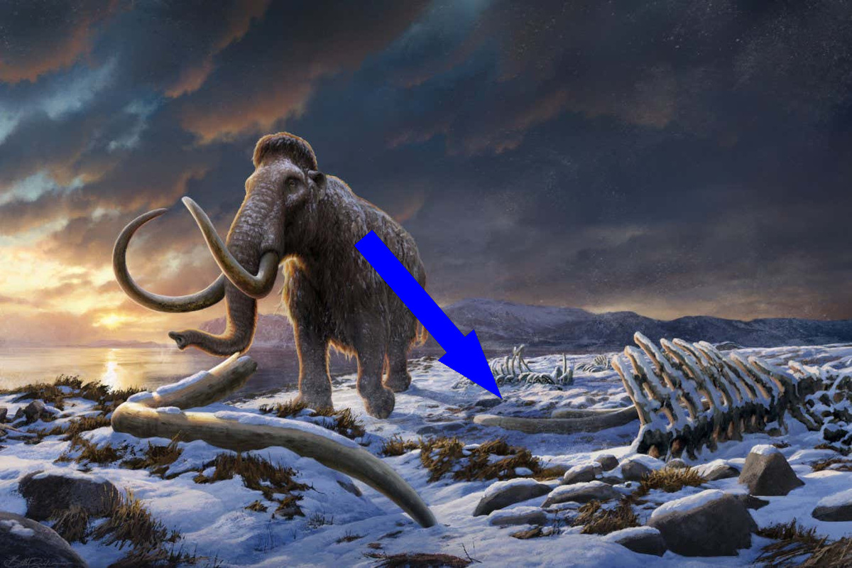    Мамонты: что на самом деле привело к их исчезновению