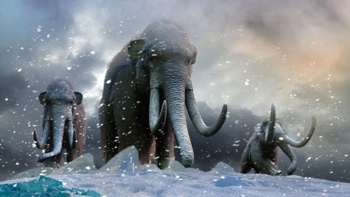    Мамонты: что на самом деле привело к их исчезновению