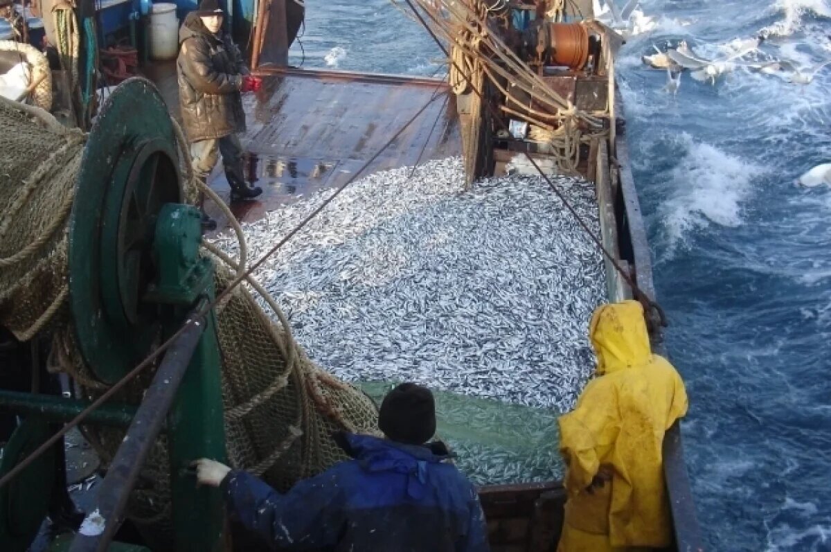    Глава Росрыболовства Шестаков: черноморская рыба безопасна для здоровья