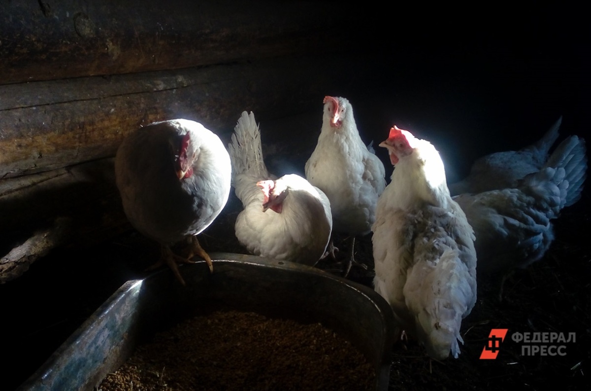 Птичий грипп на Пхукете: туроператоры опровергают тревожные сообщения.  Фото: Фото: ФедералПресс / Дарья Сеймовская