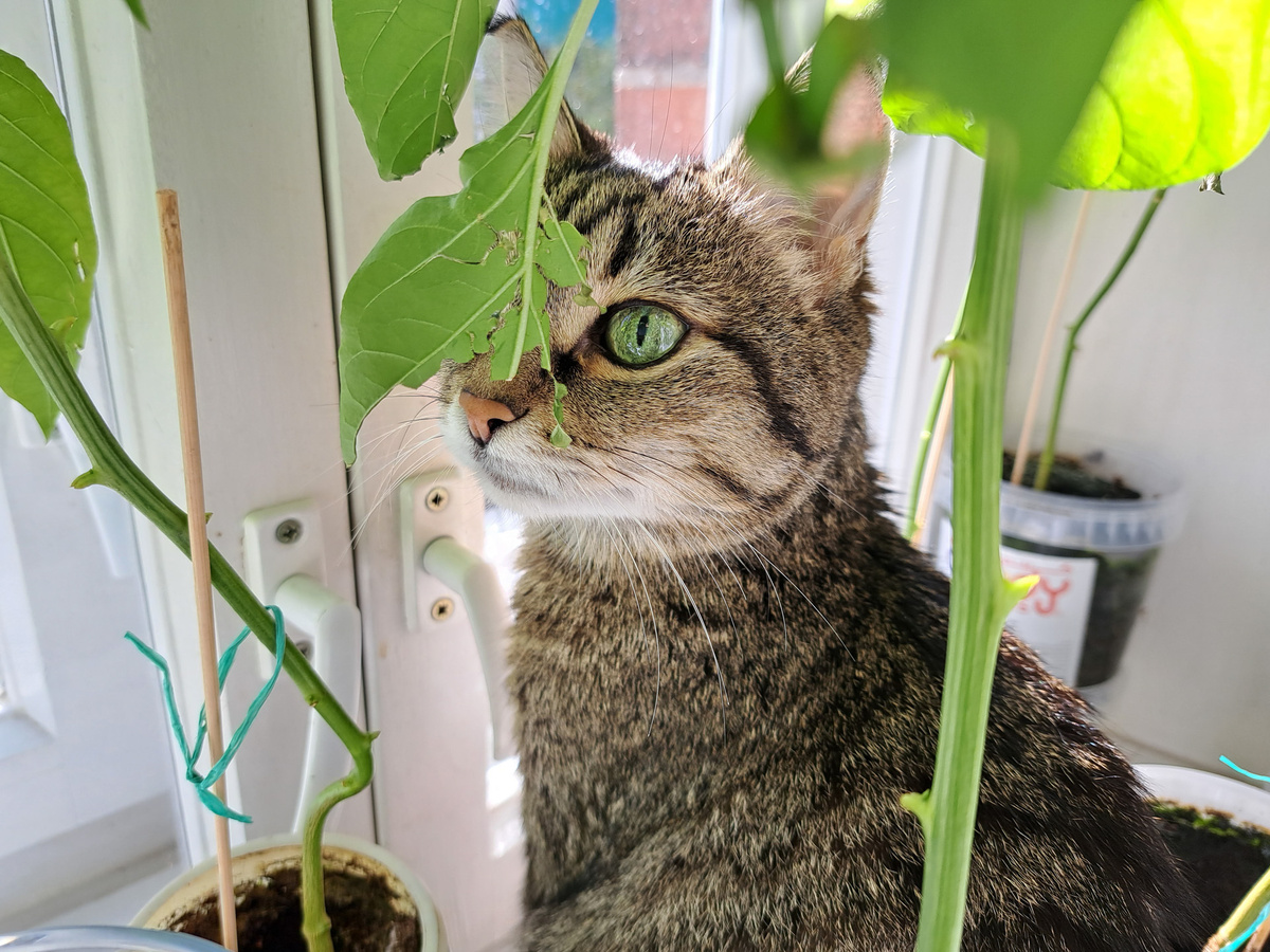 Сообщается, якобы эксперимент в силе.  Фото: Фото: ФедералПресс / Вера Романескул