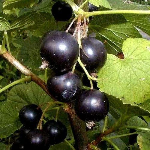 Чёрная смородина Бинар