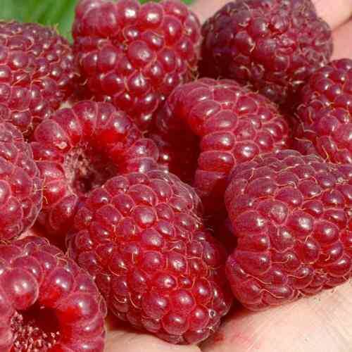 Малина Гигант Рубиновый