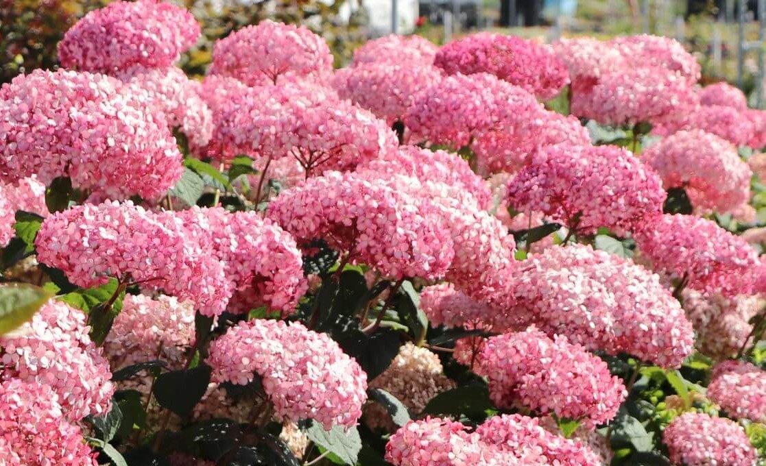 Hydrangea arborescens "Pink Annabelle"