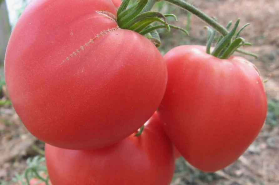 Томаты "Бычье сердце"