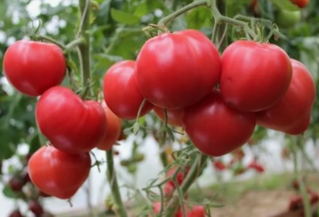 Помидоры на кусте