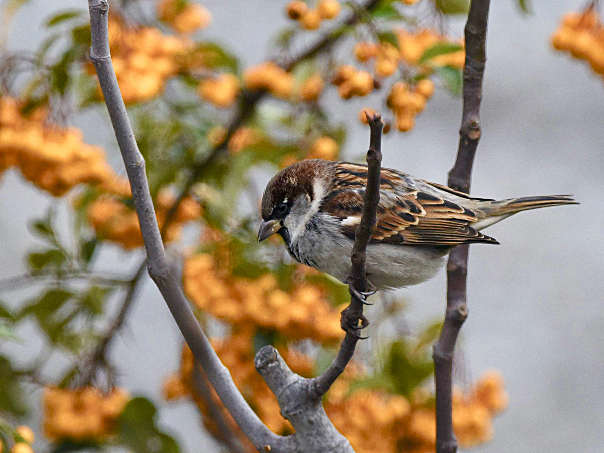 Домовой воробей. Фотография: Pierre-Marie Epiney, CC BY-SA 2.0