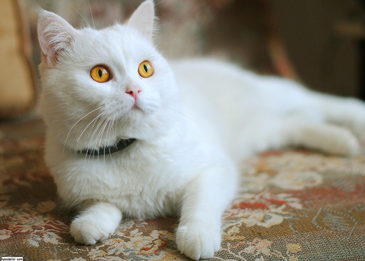 источник фото: https://i.pinimg.com/originals/b0/04/b5/b004b5f7228ed6ae6cf27bcf4ab6a6cc.jpg