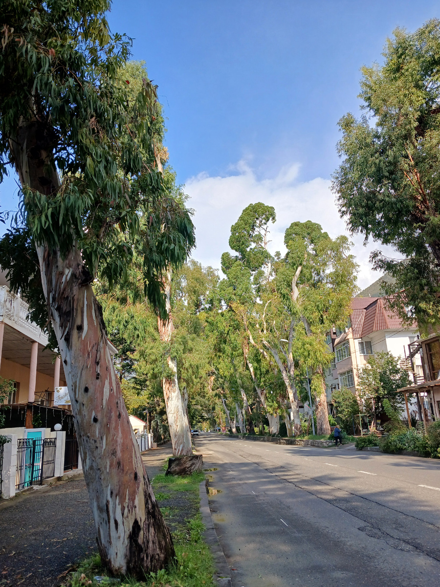 Одна из улиц в Гагре с эвкалиптами