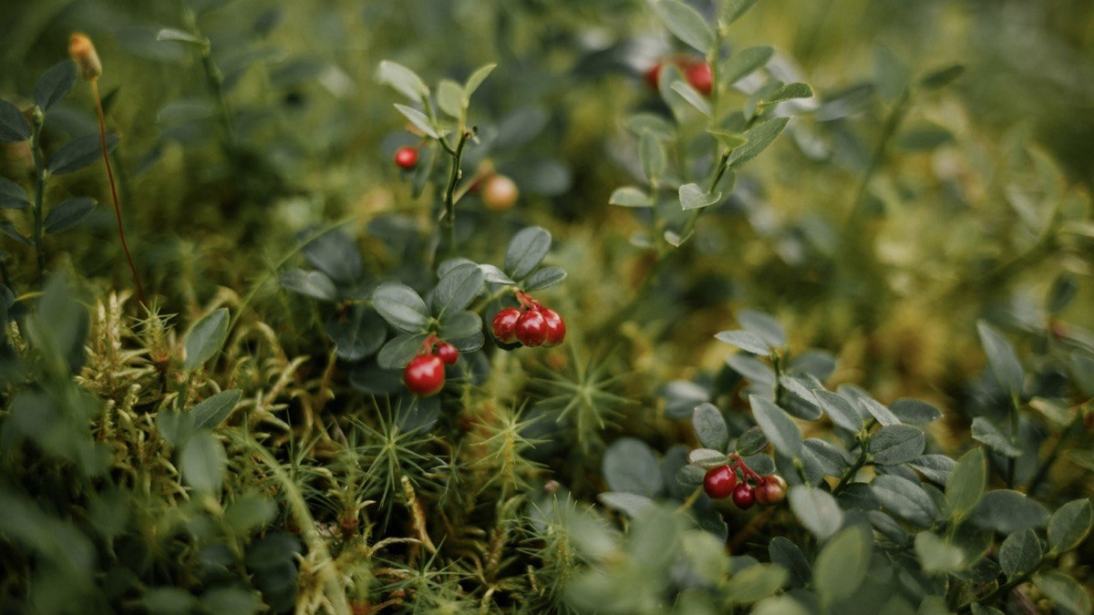 так выглядит брусника